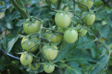 Grüne Tomaten nachreifen - Wie reifen Tomaten nach