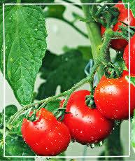 Tomatenpflanzen gießen - Tomaten gießen - Nur den Erdbereich