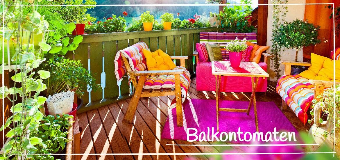 balkontomaten