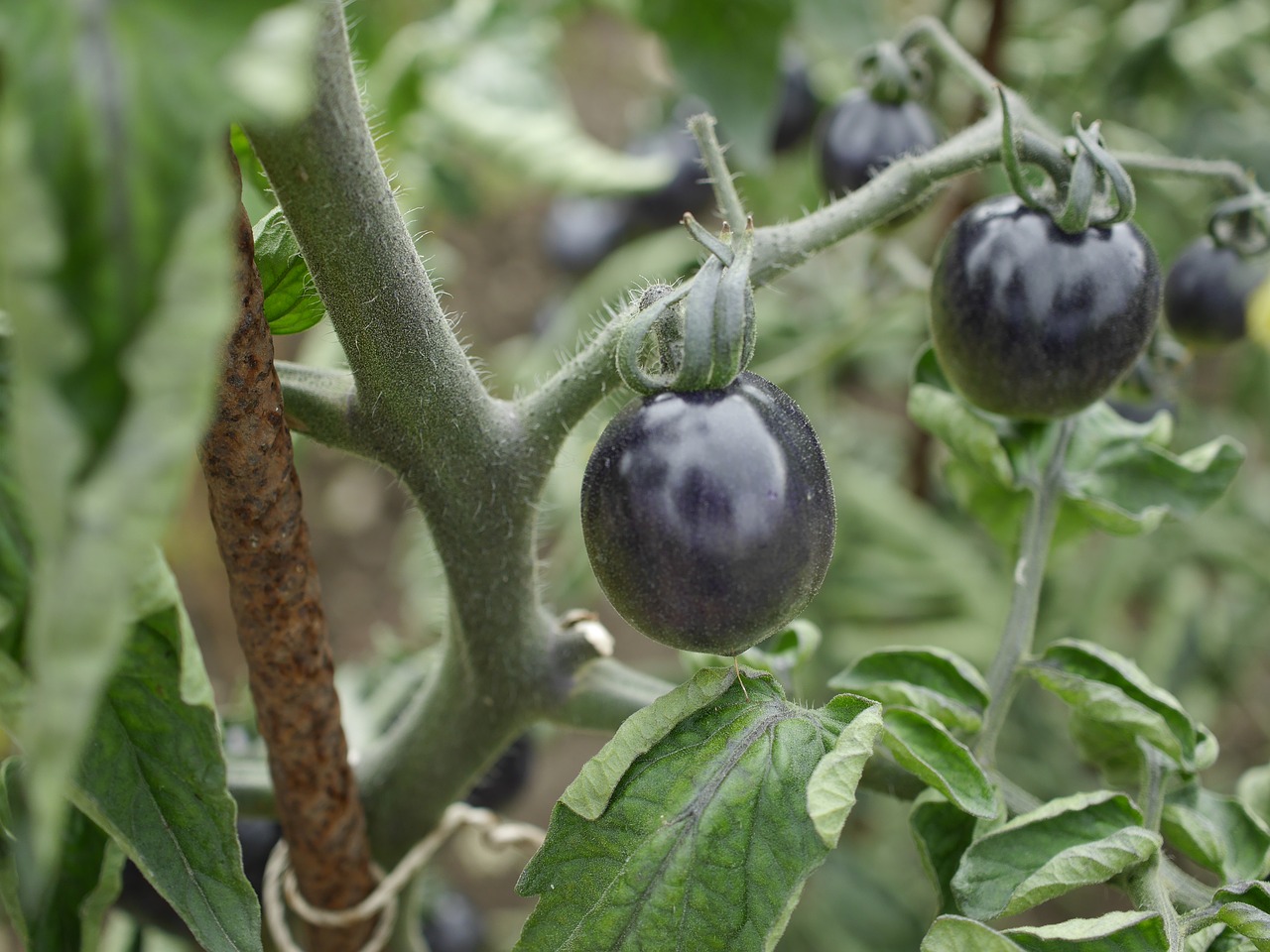 schwarze tomaten