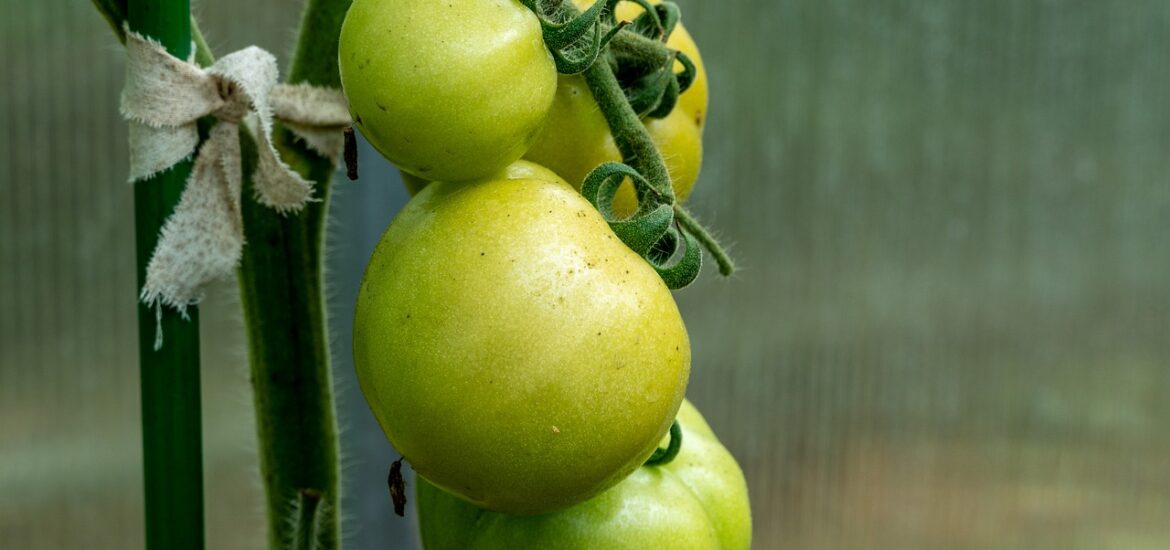 grüne tomaten