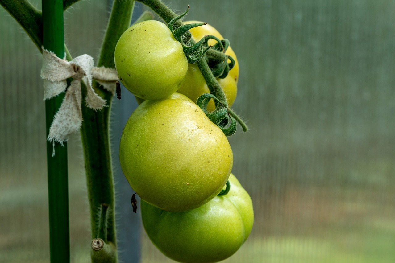 grüne tomaten